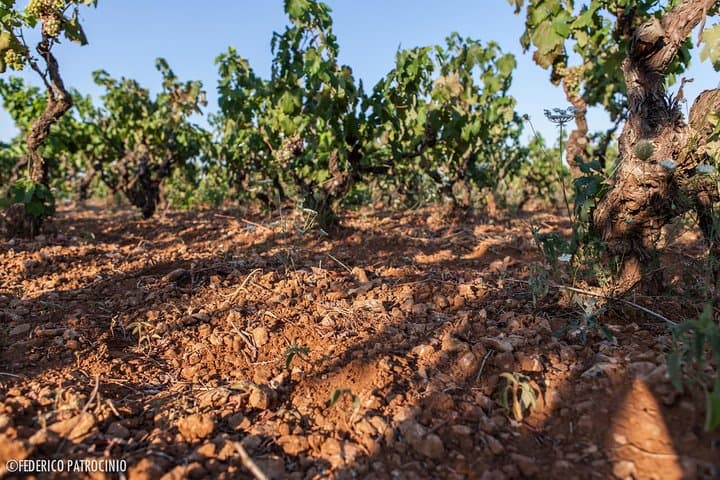 Vigne del 1935 allevate secondo il sistema tradizionale ad alberello