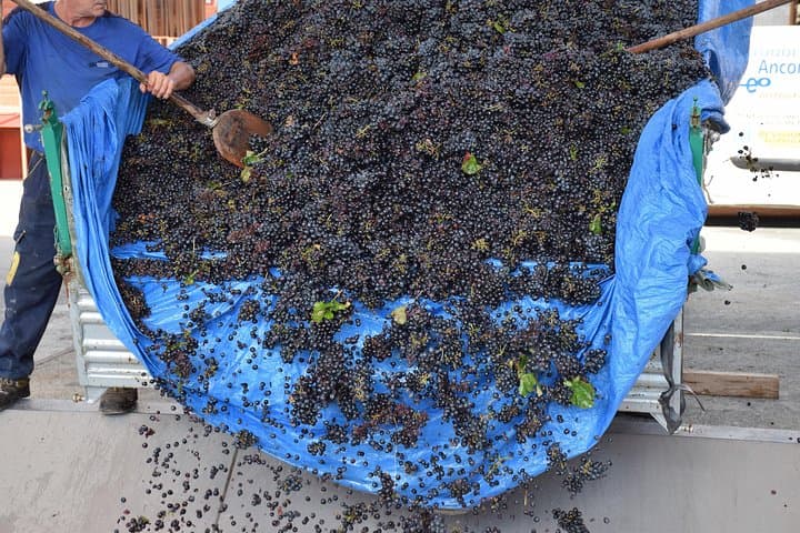 Il negroamaro che diventerà mosto e poi vino