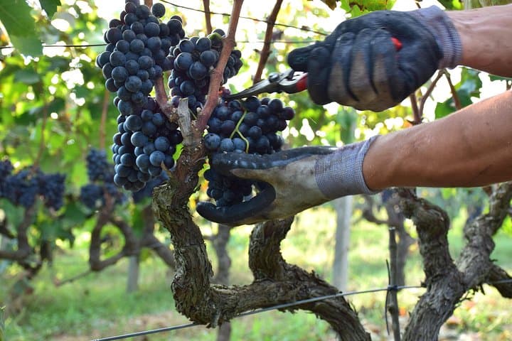 Grappoli di negroamaro in vendemmia