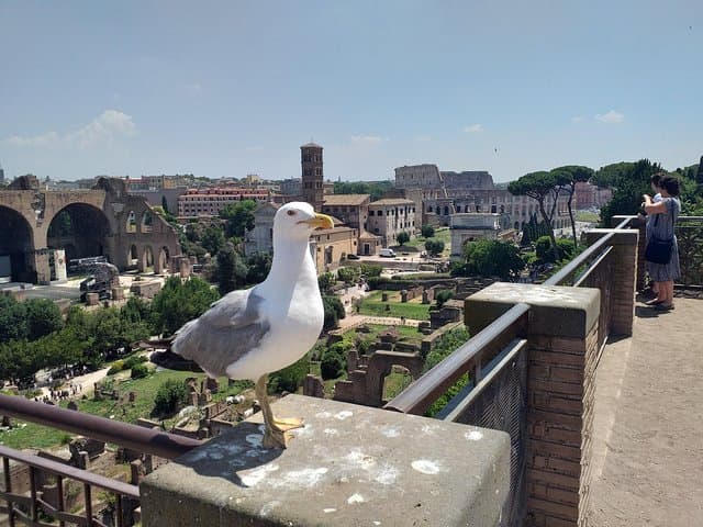 Roman Forum and Imperial Forums - a journey into the heart of Ancient Rome