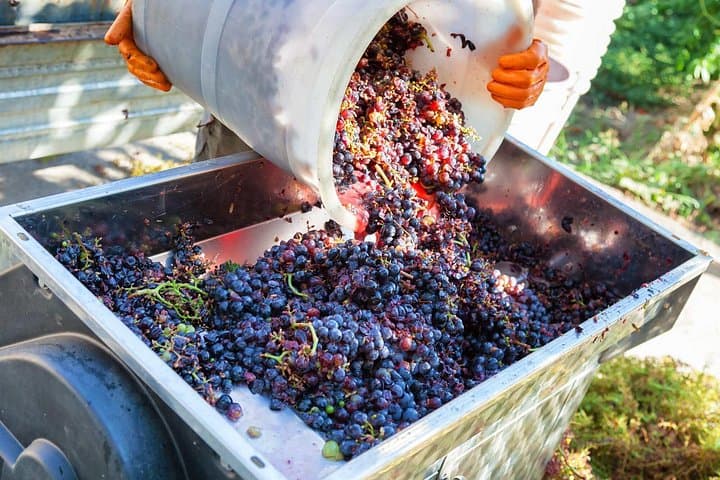 Chianti Half-day Wine Tour in the Tuscan's Hills from Pisa