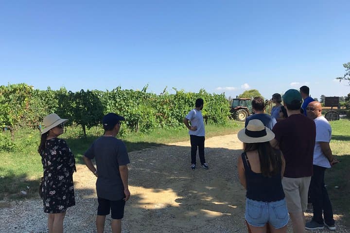 Private wine tour on the wonderful hills of Lucca