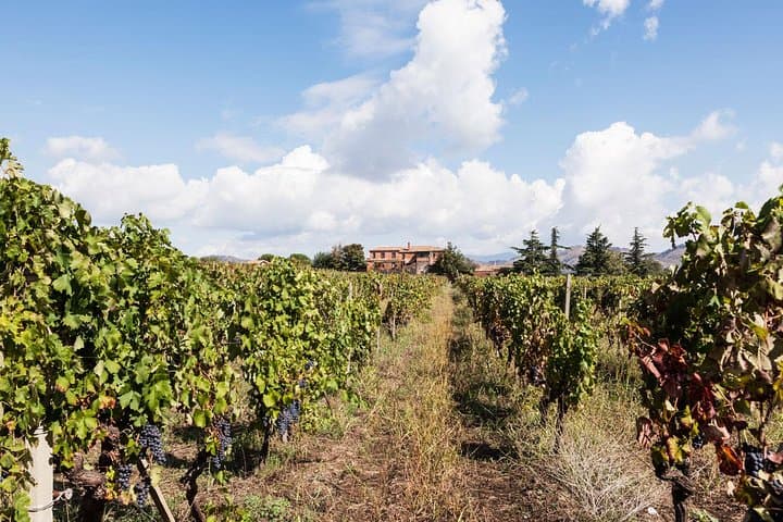 Etna DOC & Organic Wine tasting and tour of the 1815 historic winery