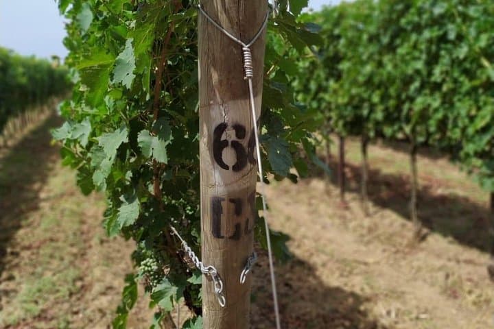 Discovering the Bolgheri vineyards and tasting local products