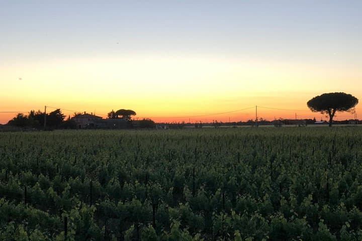 Discovering the Bolgheri vineyards and tasting local products