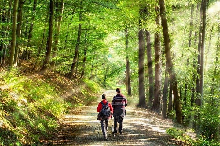 Volcanic Forest Bathing Weekend on Etna