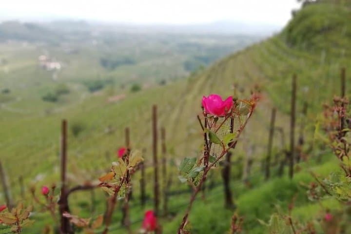 From Venice: day trip to the Prosecco hills with wine tasting