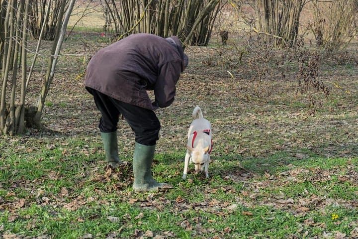 Truffle Hunting in Siena countryside