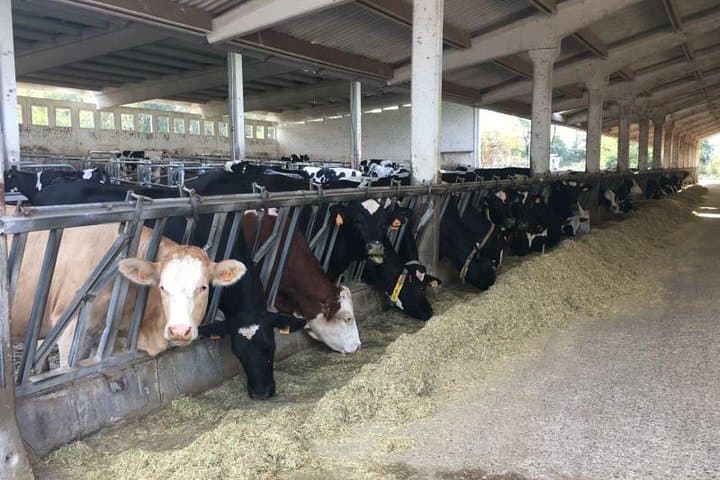 Food Valley Tour: Parmigiano, Balsamic, Wine, lunch, transport