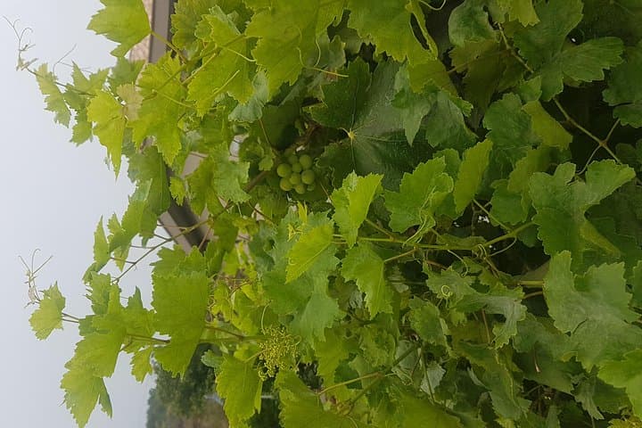 Wine Experience & Taormina Tour From Messina with Luxury Van