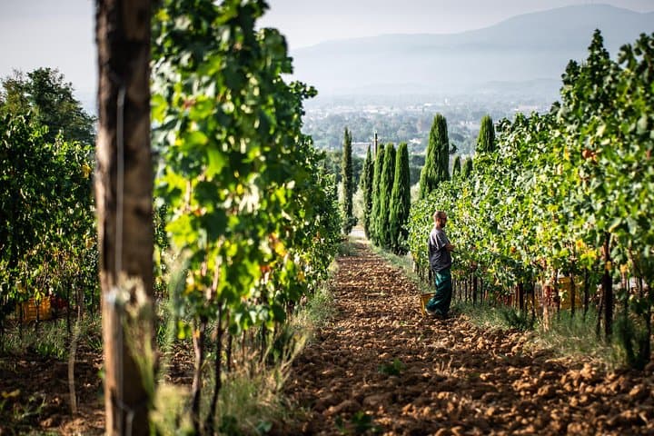 Wine and olive oil tasting & farm tour