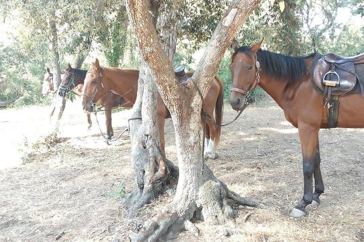 Rome : Horseback Riding with meals and wine included