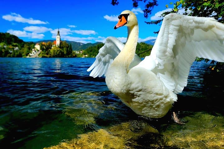 Bled - Swan