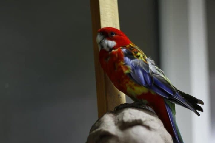 Sculpt to Florentine Pet