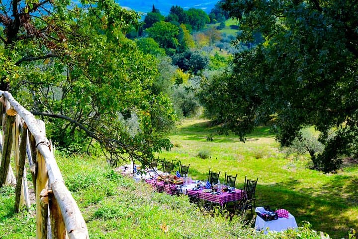 Lunch in the Olive Grove