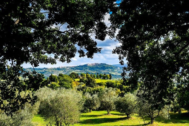 Lunch in the Olive Grove