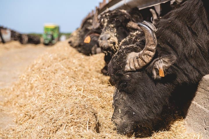 Control over animal feed is
fundamental for the quality of the final products.