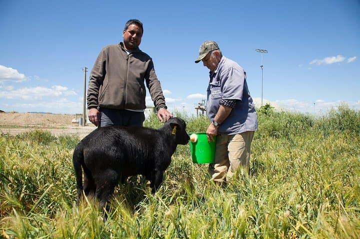 In spring and summer periods it is possible to see newborn calves.