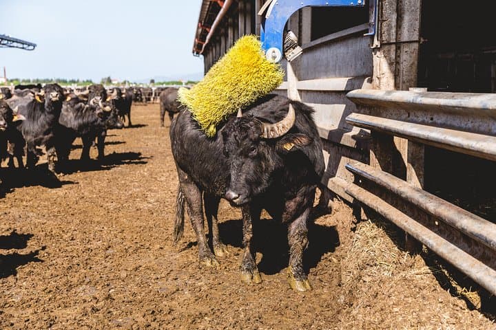 The company is known nationally
and international for the quality of genetics
of his breeding.