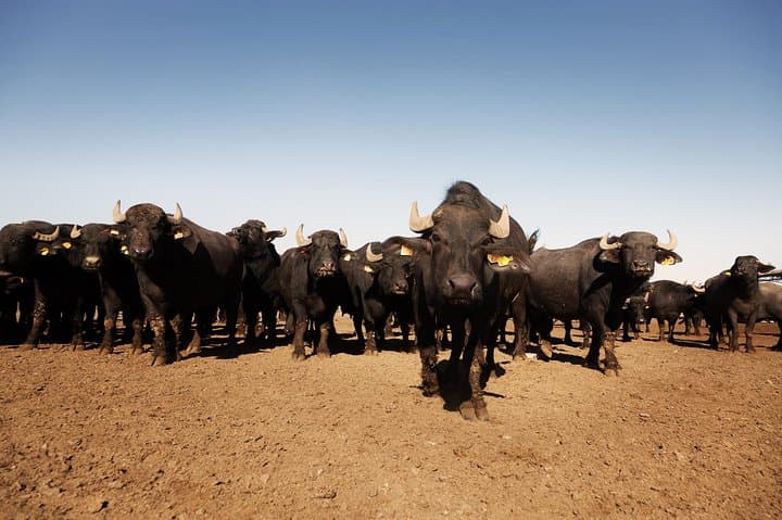The context in which they live
buffaloes, with large spaces available
outdoors, it makes them healthy and strong.