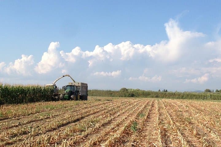 The company's arable land is cultivated
with cereals and fodder for the production of
about 80% of the animals' food needs.