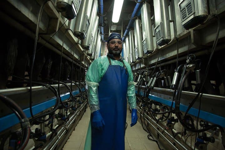 The last milking plant
generation, was designed
thinking of the welfare of the Buffaloes:
it is very fast so as not to stress them.