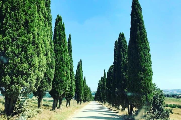 Small group Chianti-side wine tour with Mercedes V class Van
