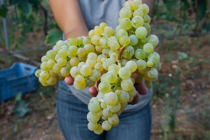 Wine tasting in Vieste