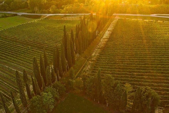 Arezzo: Wine Tasting Experience in Valdichiana area