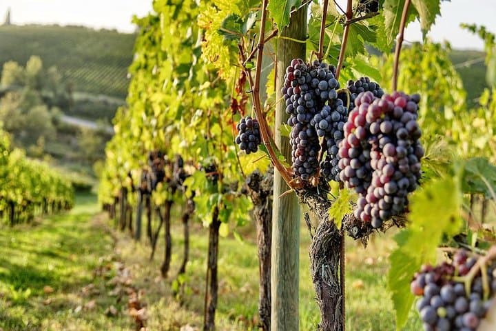 Tuscany Wine Tour from Rome with Private Driver