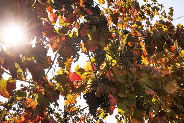 Modena: Acetaia Guided Tour with Balsamic Vinegar Tasting