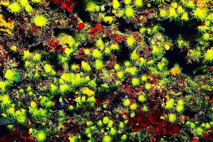 Discover scuba diving