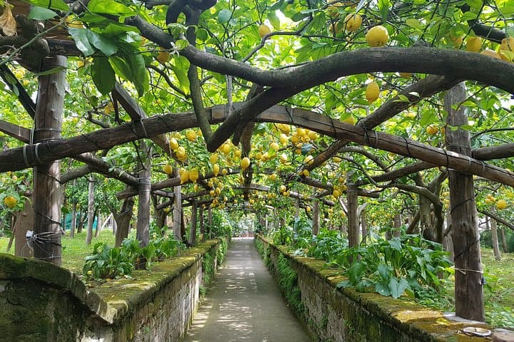 Sorrento and Positano: Amalfi Coast Luxury Private Tour from Rome