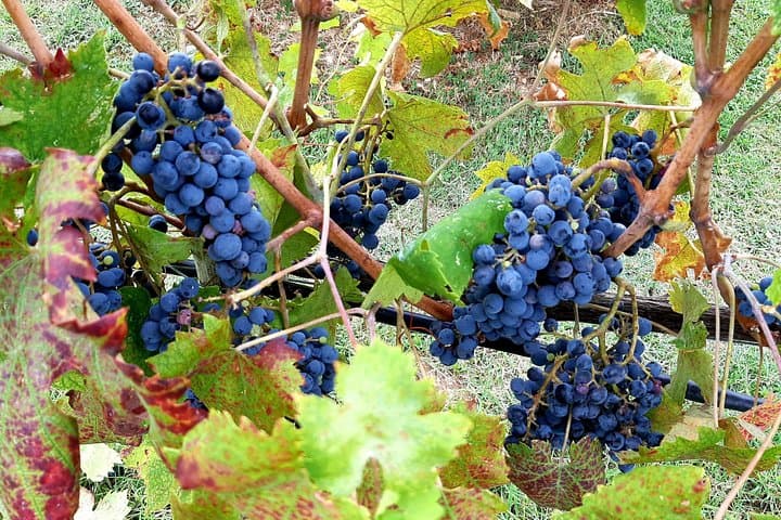 Brunello grapes
(Original photo of our tours)