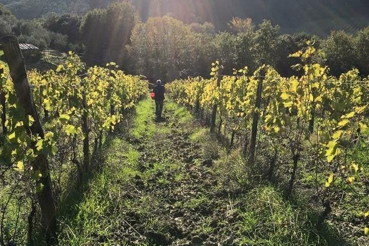 Private Tour of San Gimignano & Siena