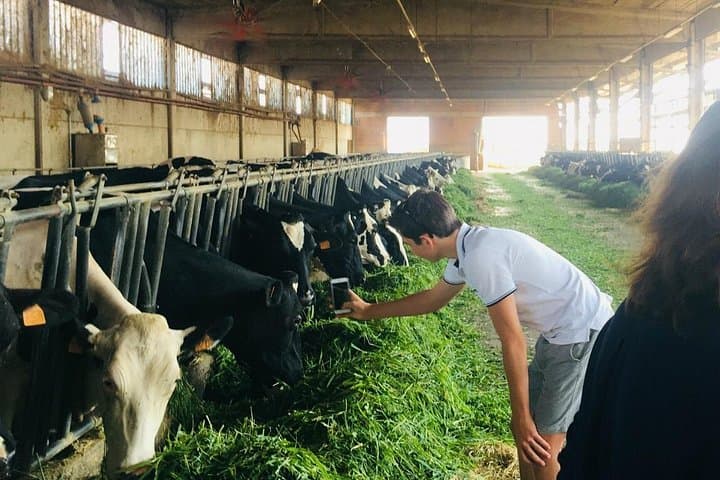 Parmigiano Reggiano & Balsamic Vinegar Private Tour and Tasting | Artemilia Guided tours | Feeding Dairy Cowshttps://media-cdn.tripadvisor.com/media/attractions-splice-spp-720x480/0f/fb/0f/2f.jpg