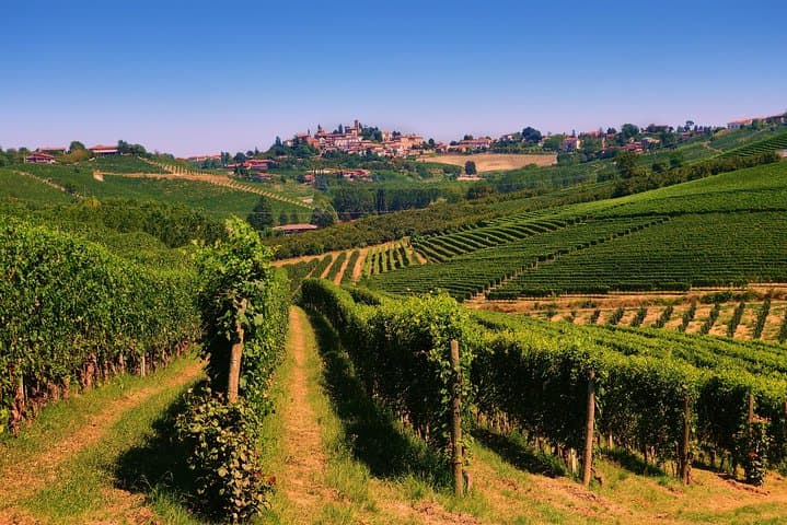 Walking through the vineyard
