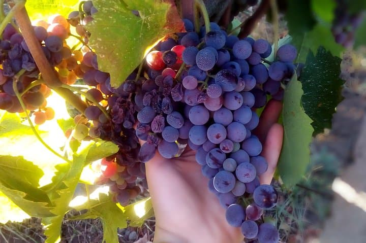 Vineyards #3