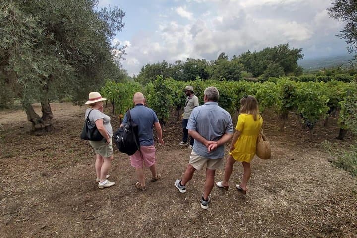 Vineyards #1