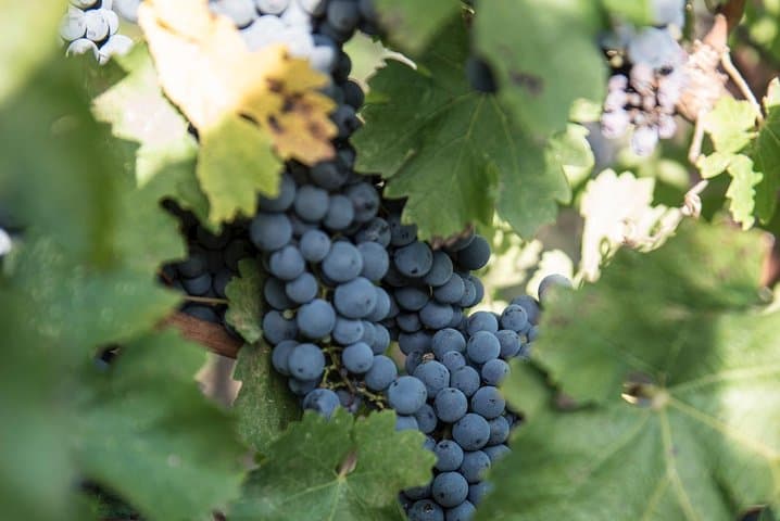 Wine Tour Experience at Agricola Tamburini