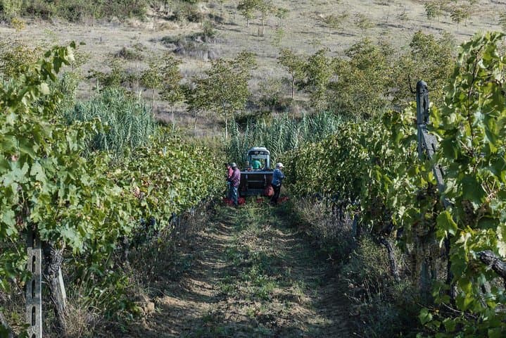 Wine Tour Experience at Agricola Tamburini