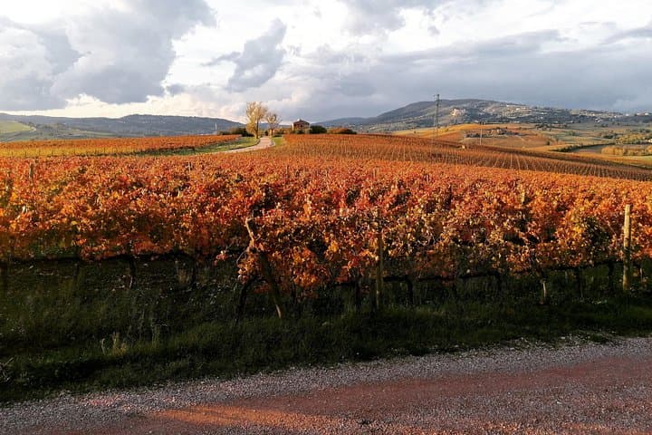 Montefalco: Historic cellar and vineyard tour with wine tasting