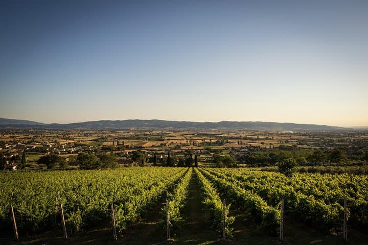 Winery tour with wine tasting from Assisi