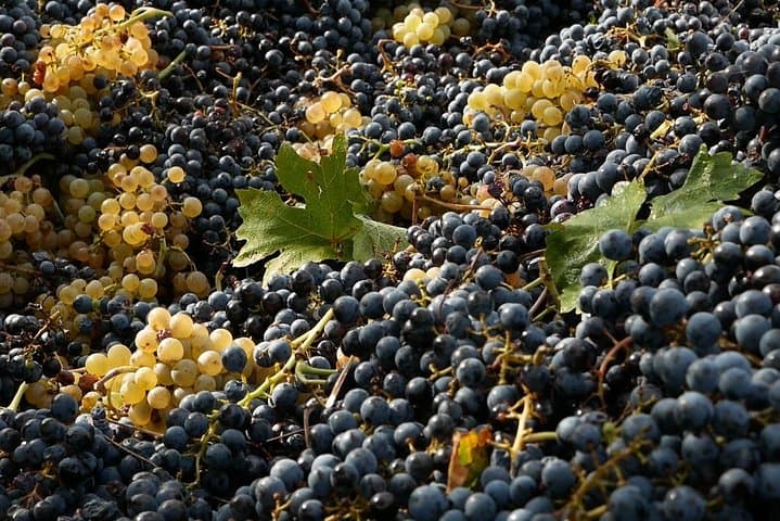 Winery tour with wine tasting from Assisi