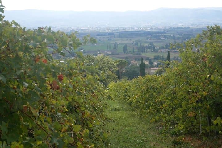 Winery tour with wine tasting from Assisi