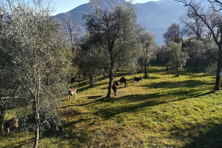 LAKE COMO Hiking Experience, from Villa Carlotta to Villa Balbianello