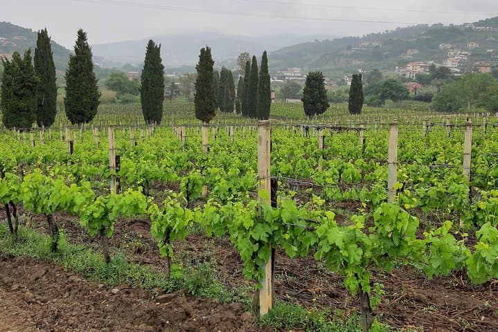 From Sorrento Paestum Temples Mozzarella Farm Wine Tasting