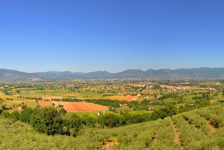 Olive Oil tasting with Olive Mill Tour in Umbria.