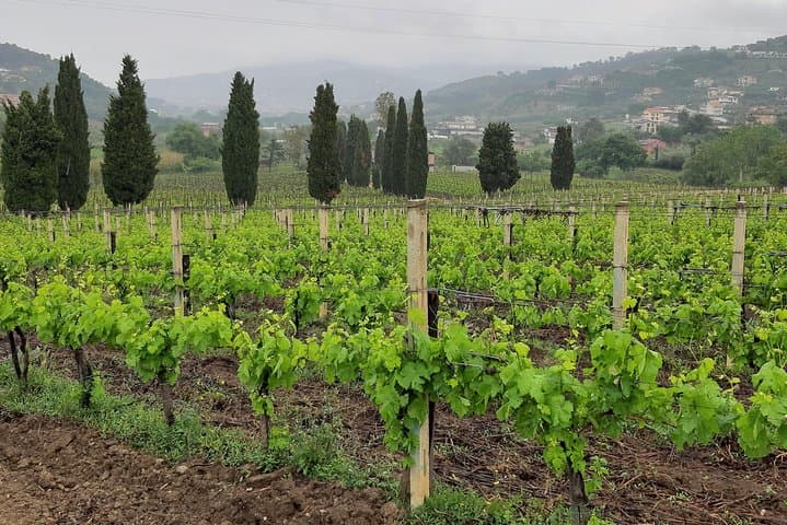 From Amalfi Paestum Temples Mozzarella Farm Wine tasting lunch