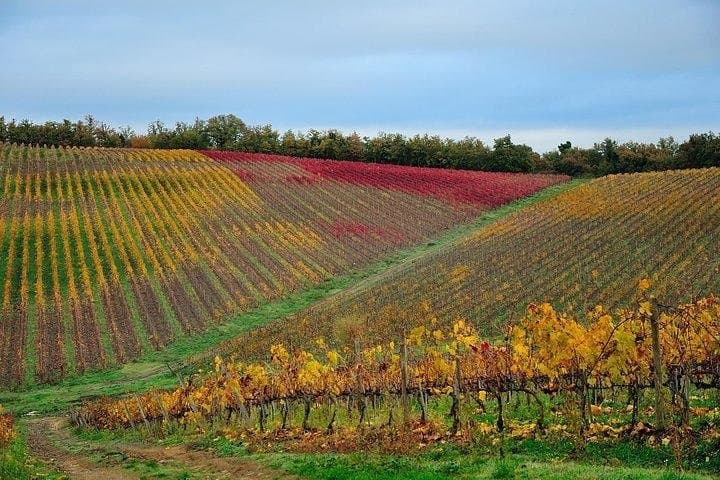 San Gimignano Monteriggioni Tuscany Chianti Wine Tasting Fullday from Florence